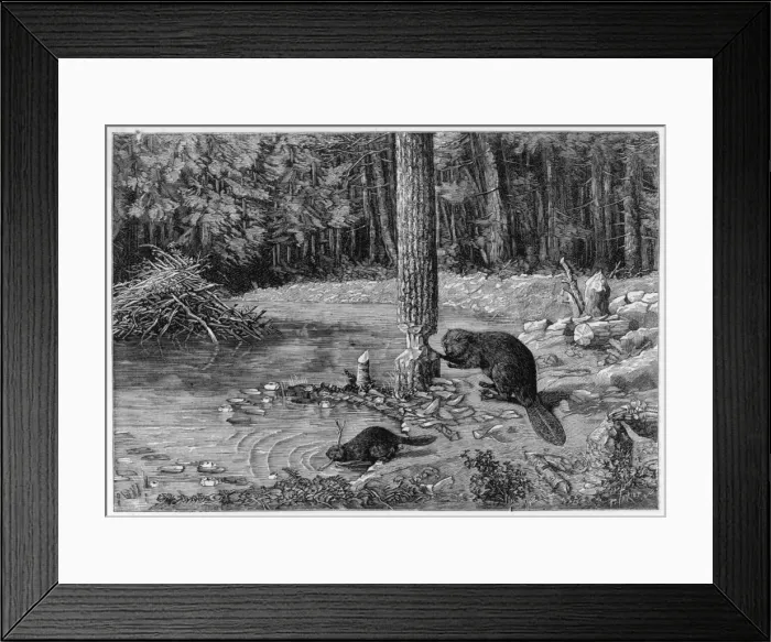 Framed Print : Beaver Felling Tree Framed Print : Beaver Felling Tree
