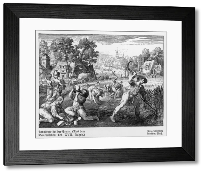 Framed Print : C17 German Harvest Framed Print : C17 German Harvest