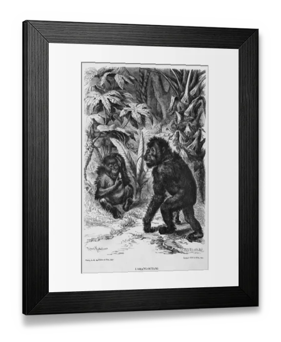 Framed Print : ORANG-UTAN Framed Print : ORANG-UTAN