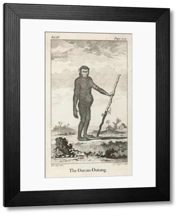 Framed Print : Orang-Utan (C18) Framed Print : Orang-Utan (C18)