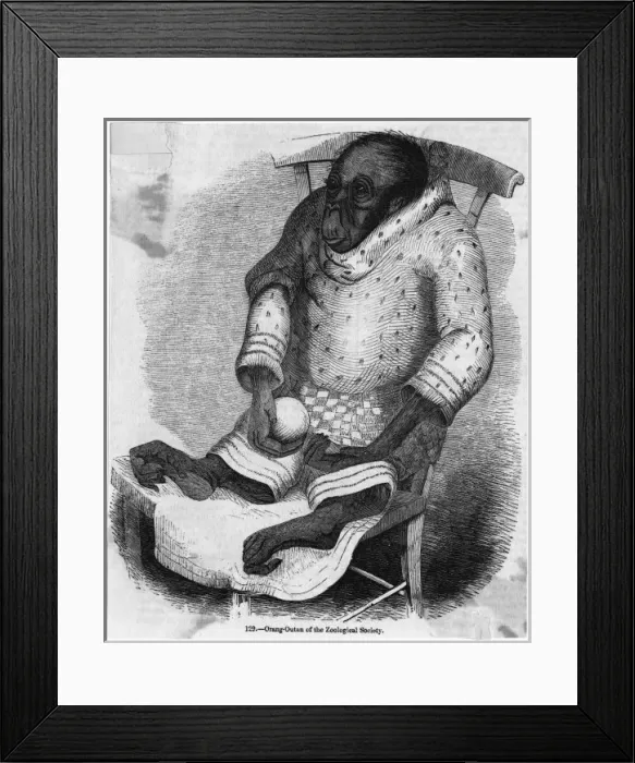 Framed Print : Orang-Utan Dressed Framed Print : Orang-Utan Dressed