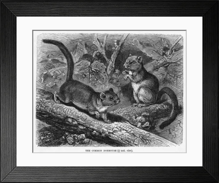 Framed Print : DORMOUSE. (muscadinus avellanarius). The hazel dormouse has a cousin named Framed Print : DORMOUSE. (muscadinus avellanarius). The hazel dormouse has a cousin named
