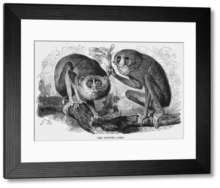 Framed Print : Slender Loris Framed Print : Slender Loris