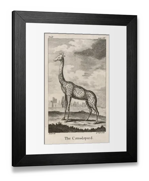 Framed Print : GIRAFFE. (Girafa camelopardus). Known at this time as the Camelopard Framed Print : GIRAFFE. (Girafa camelopardus). Known at this time as the Camelopard