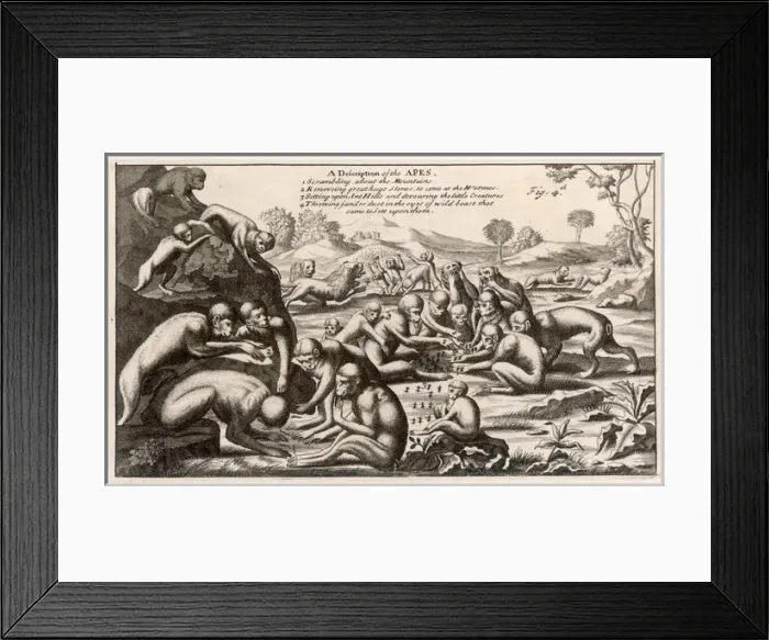 Framed Print : Ethiopian Monkeys Framed Print : Ethiopian Monkeys