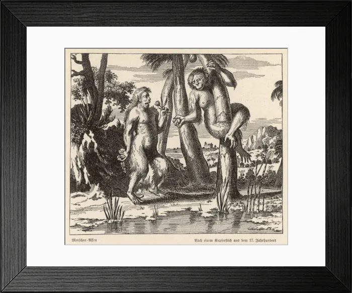 Framed Print : Orang-Utan (C17) Framed Print : Orang-Utan (C17)
