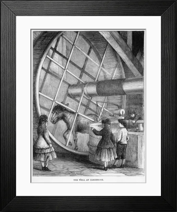 Framed Print : Donkey Carisbrook Framed Print : Donkey Carisbrook