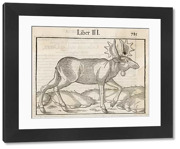 Elk (Munster)