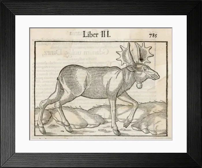 Framed Print : Elk (Munster) Framed Print : Elk (Munster)