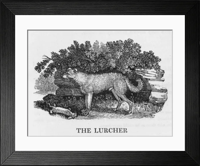 Framed Print : Bewick Lurcher Framed Print : Bewick Lurcher