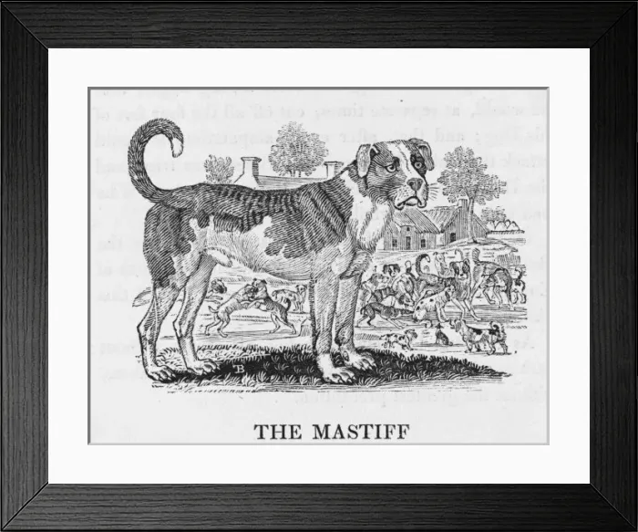 Framed Print : Bewick Mastiff Framed Print : Bewick Mastiff