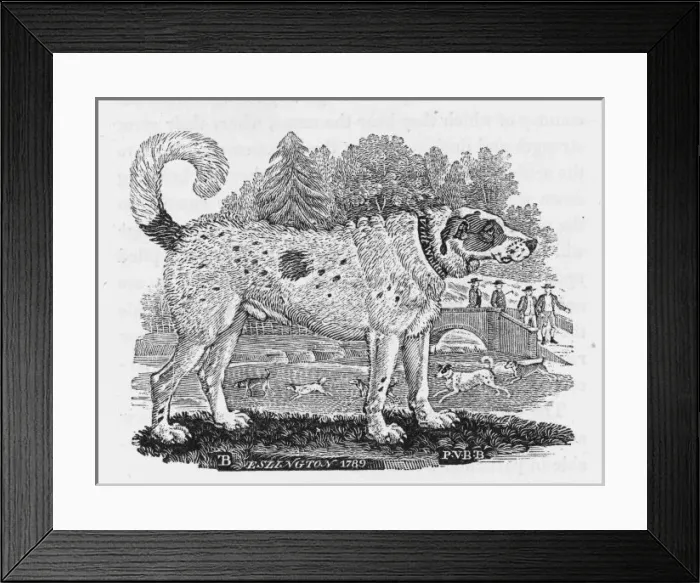 Framed Print : Bewick Newfoundland Framed Print : Bewick Newfoundland