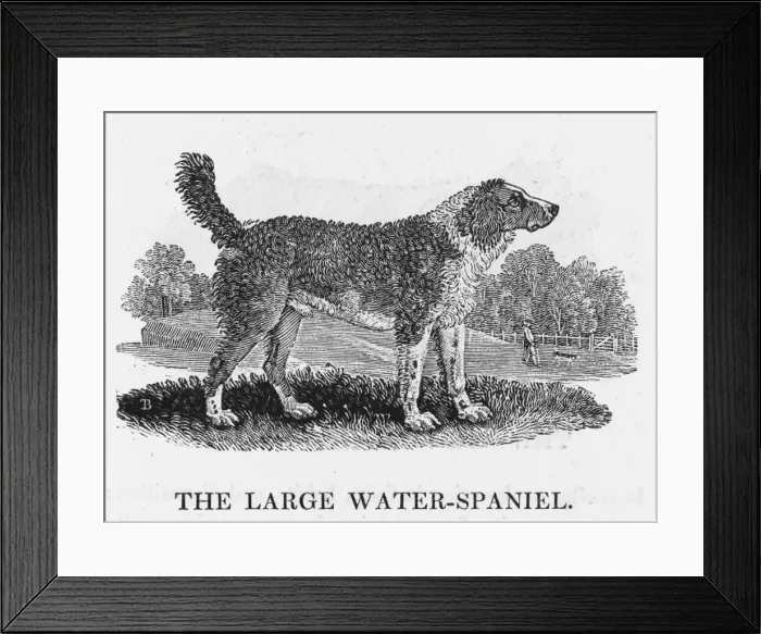 Framed Print : Large Water Spaniel Framed Print : Large Water Spaniel