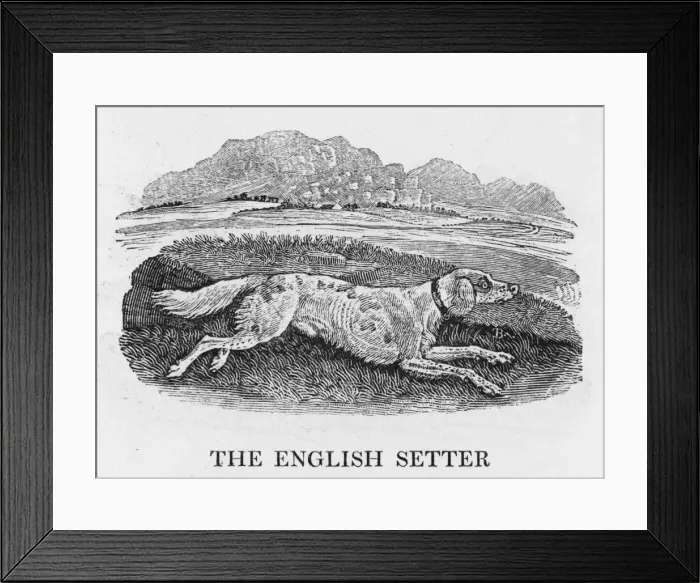 Framed Print : Bewick English Setter Framed Print : Bewick English Setter
