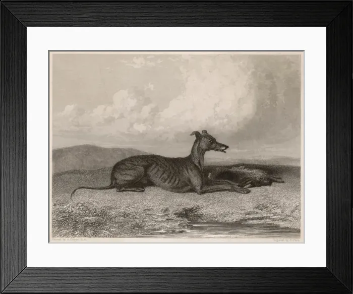 Framed Print : Greyhound & Hare Framed Print : Greyhound & Hare