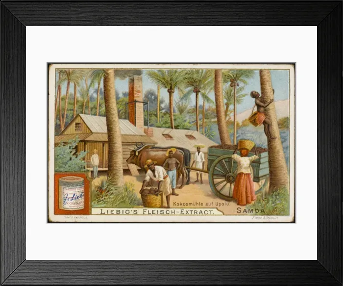 Framed Print : Cocoa from Upolu Framed Print : Cocoa from Upolu