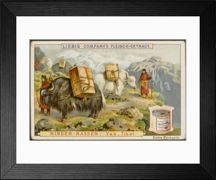 Framed Print : Yaks in Tibet Framed Print : Yaks in Tibet