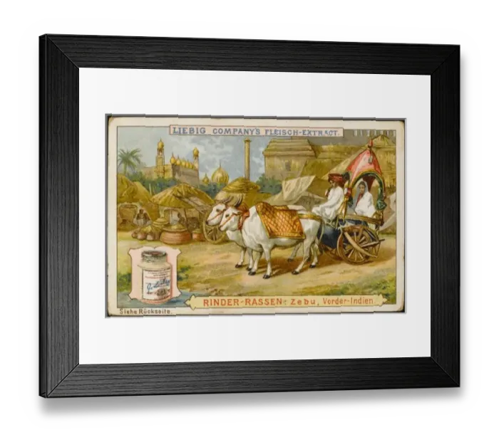 Framed Print : Liebig Zebu Framed Print : Liebig Zebu