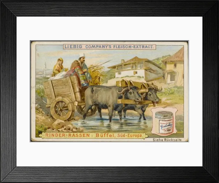Framed Print : European Buffalo Framed Print : European Buffalo