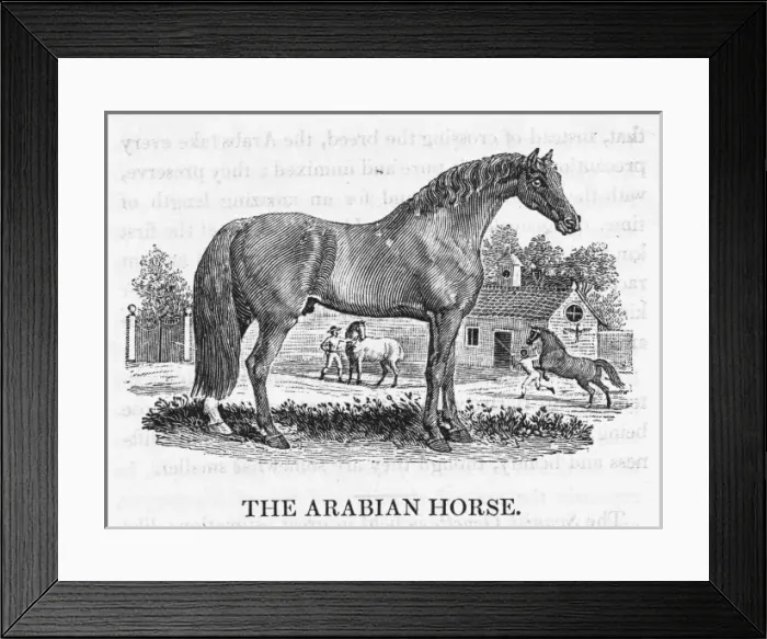Framed Print : Arab Horse Bewick Framed Print : Arab Horse Bewick