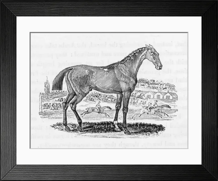 Framed Print : Bewick Race Horse