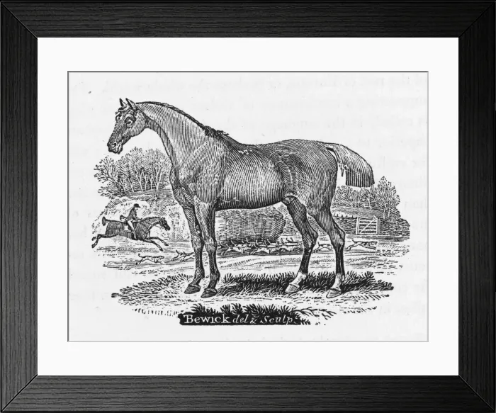 Framed Print : Bewick Hunter Horse Framed Print : Bewick Hunter Horse