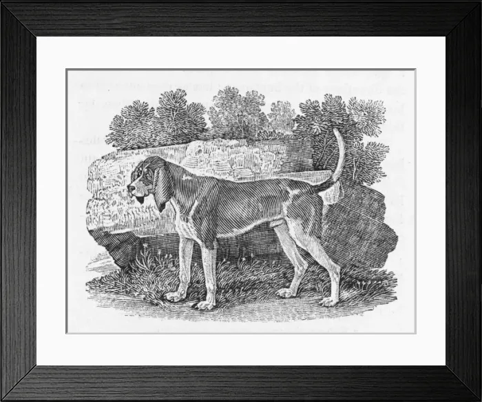 Framed Print : Bewick Hound Framed Print : Bewick Hound