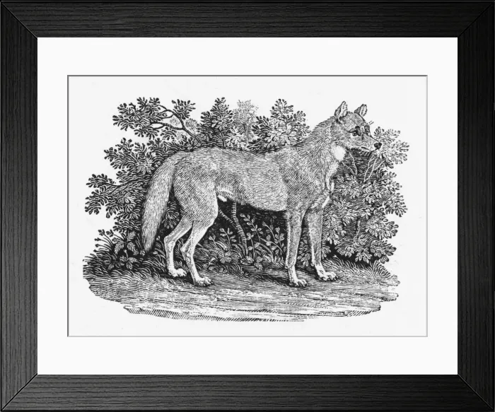 Framed Print : Bewick Dingo