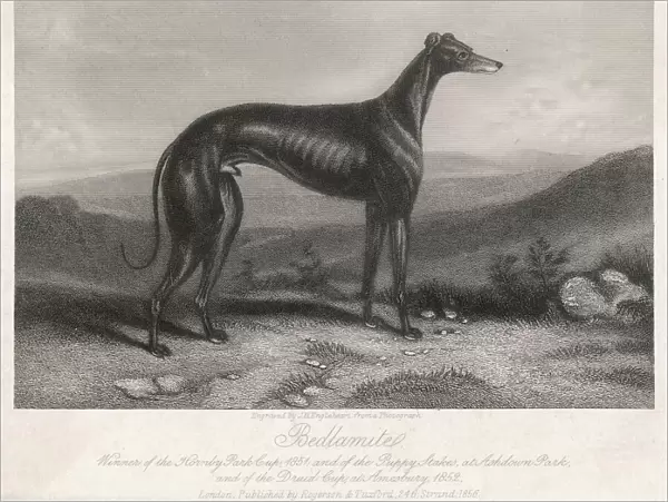 Greyhound Bedlamite