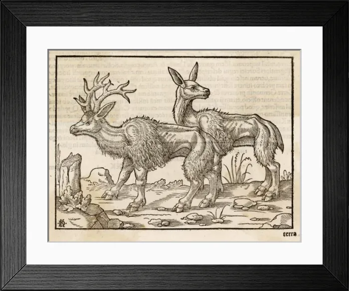 Framed Print : Reindeer 1553 Framed Print : Reindeer 1553