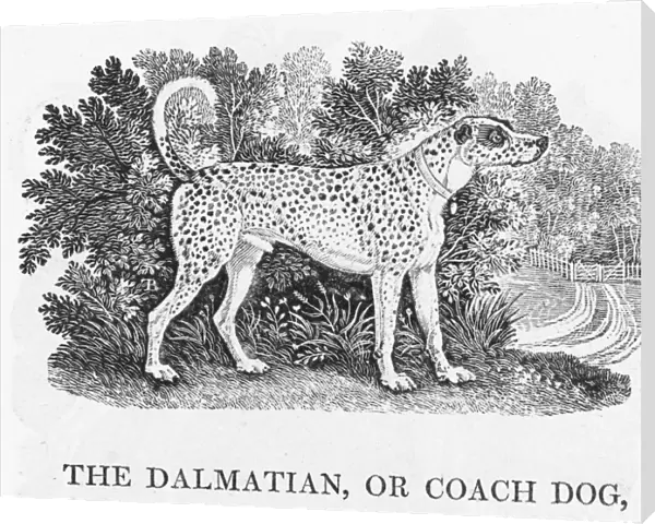 Bewick Dalmatian
