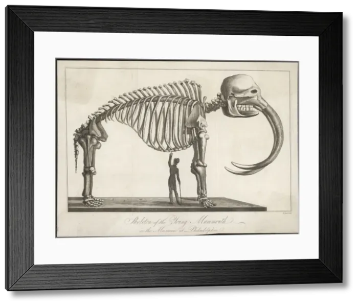 Framed Print : Mammoth Skeleton Framed Print : Mammoth Skeleton