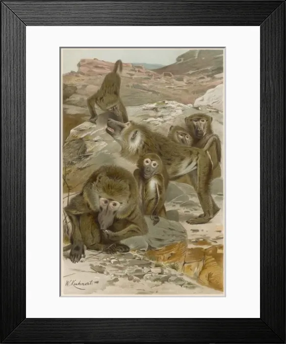 Framed Print : BABOONS. A group of baboons Framed Print : BABOONS. A group of baboons