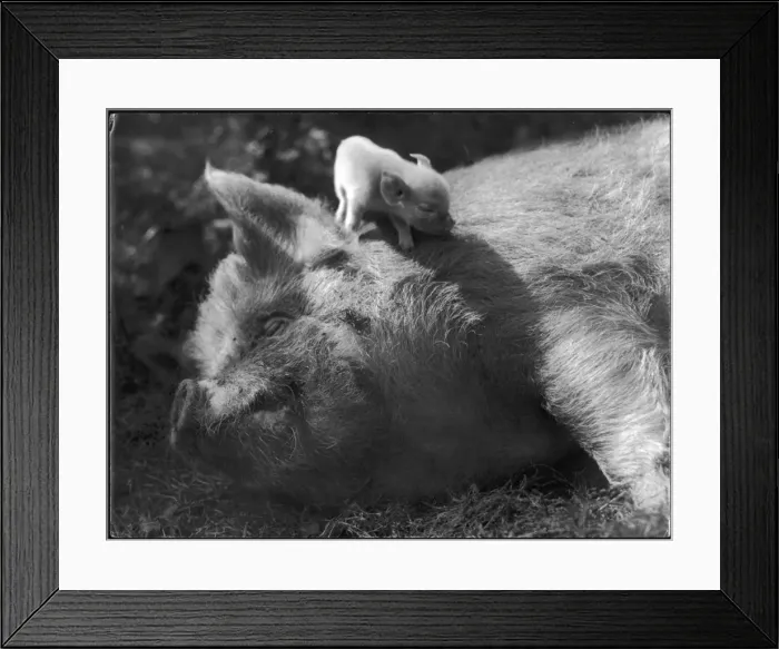 Framed Print : Sow and Piglet Framed Print : Sow and Piglet