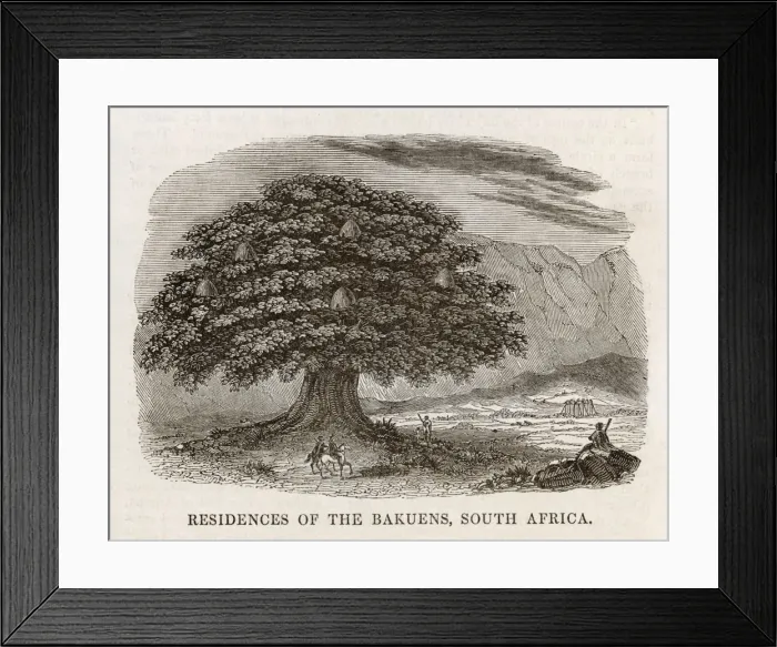 Framed Print : Matabele Tree-Houses Framed Print : Matabele Tree-Houses