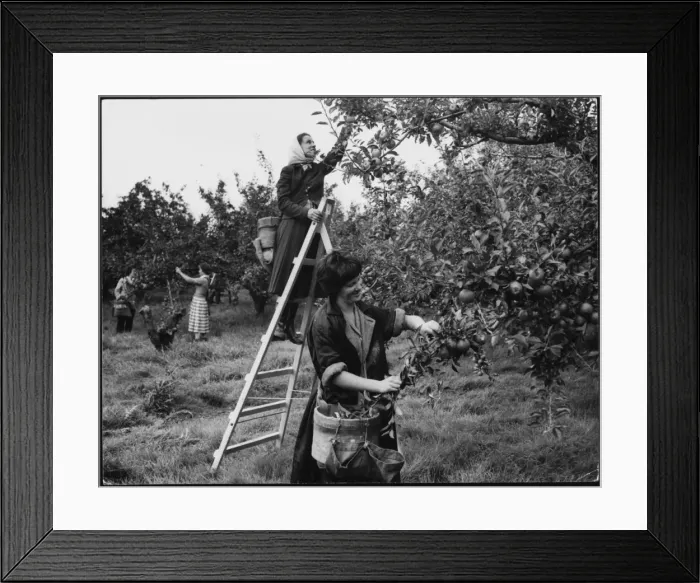 Framed Print : Apple Pickers Framed Print : Apple Pickers