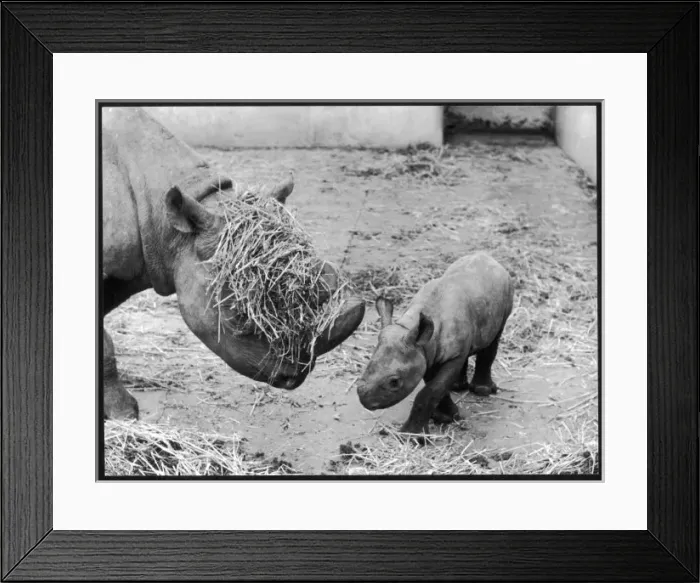Framed Print : Rhinos at Play Framed Print : Rhinos at Play