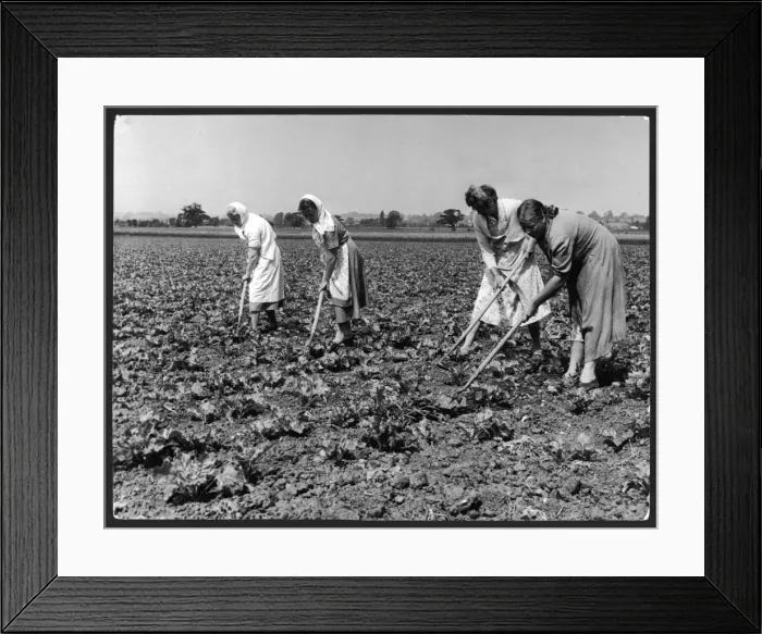 Framed Print : Hoeing Sugar Beet Framed Print : Hoeing Sugar Beet