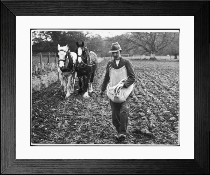 Framed Print : Hand Sowing in Ireland Framed Print : Hand Sowing in Ireland
