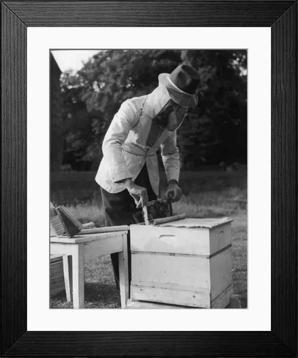 Framed Print : BEE KEEPER Framed Print : BEE KEEPER