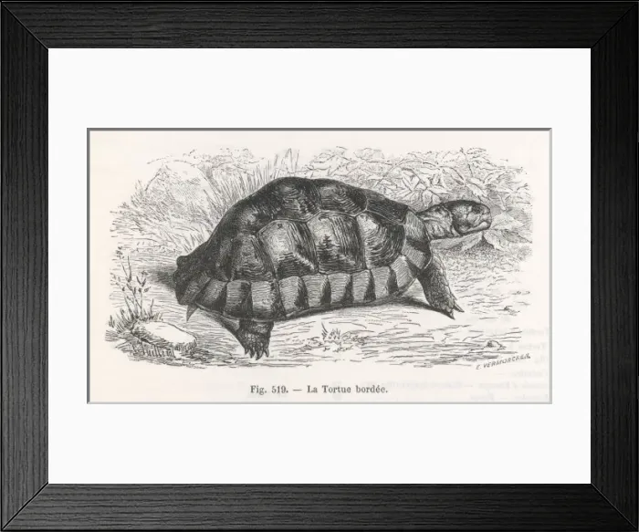 Framed Print : A TORTOISE Framed Print : A TORTOISE