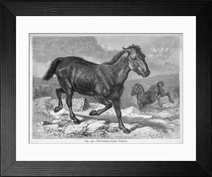 Framed Print : Tarpan  /  Unknown Source
