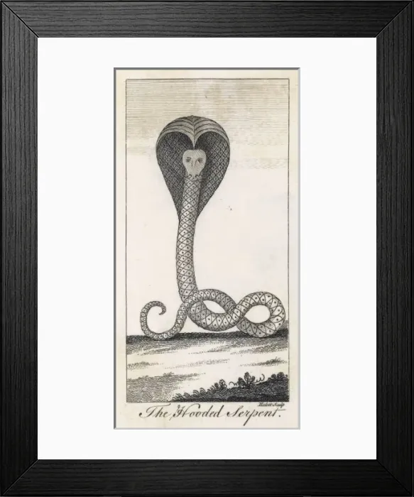 Framed Print : Cobra Engraving C18Th Framed Print : Cobra Engraving C18Th