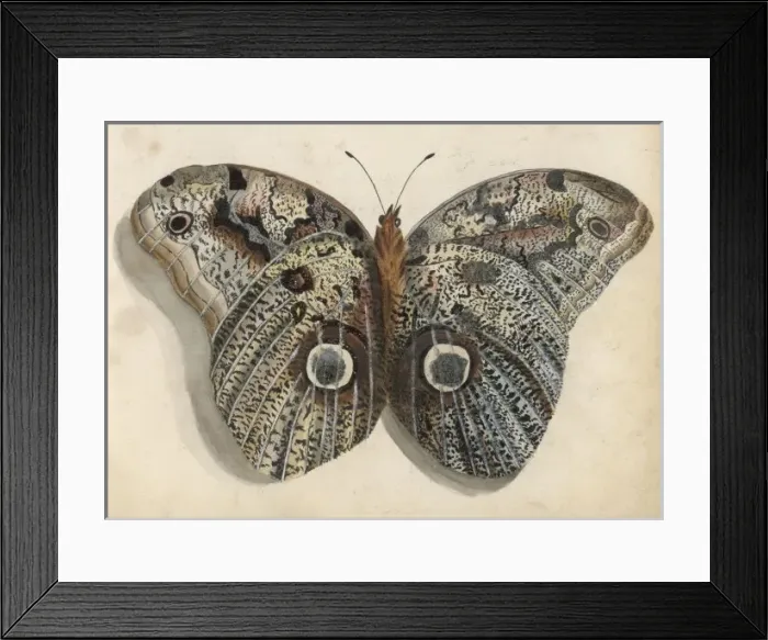 Framed Print : Unknown Species of Moth Framed Print : Unknown Species of Moth