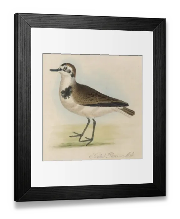 Framed Print : Kentish Plover / Male Framed Print : Kentish Plover / Male