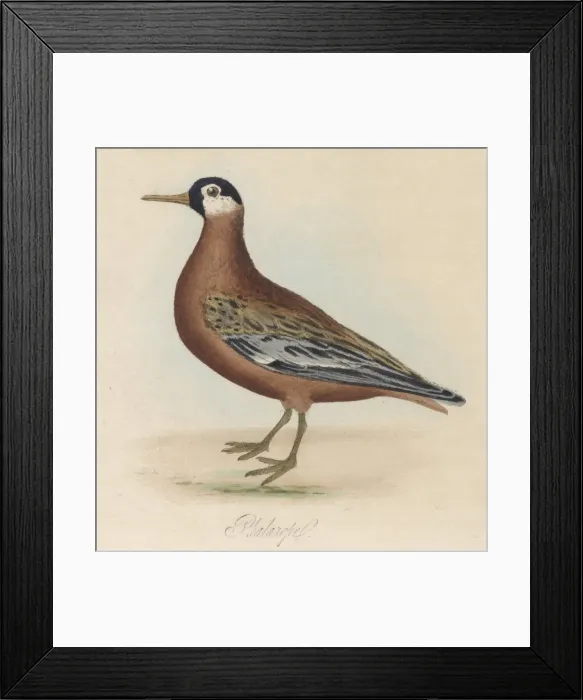 Framed Print : Phalarope Bird 1854 Framed Print : Phalarope Bird 1854