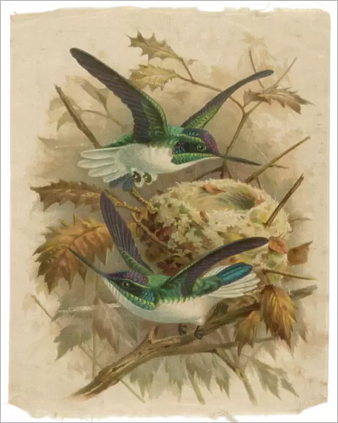 Humming Bird Silk Print