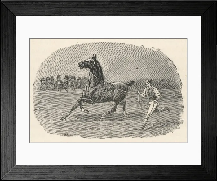 Framed Print : Horse Put through Paces Framed Print : Horse Put through Paces