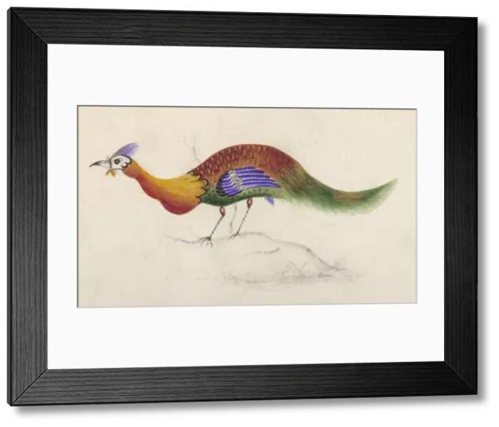 Framed Print : Is it a Peacock ??? Framed Print : Is it a Peacock ???