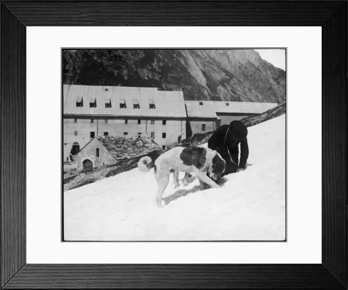 Framed Print : Monk with St. Bernard s Framed Print : Monk with St. Bernard s
